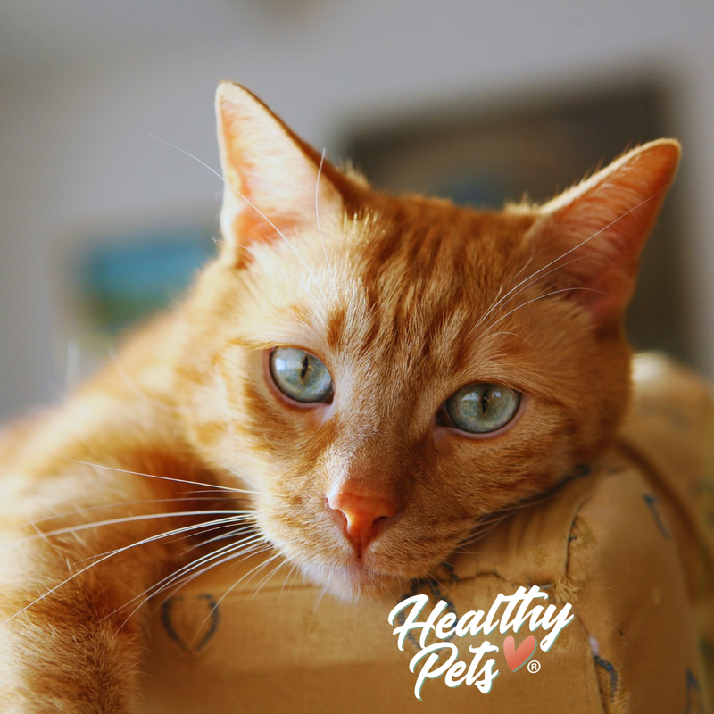 Healthy Pets